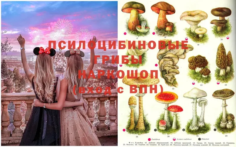 хочу наркоту  Кингисепп  Галлюциногенные грибы Psilocybine cubensis 